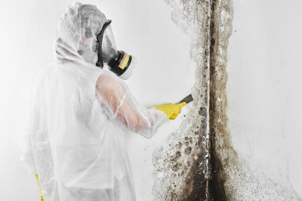 Best Best Mold Removal Companies  in Bren Bow, OK