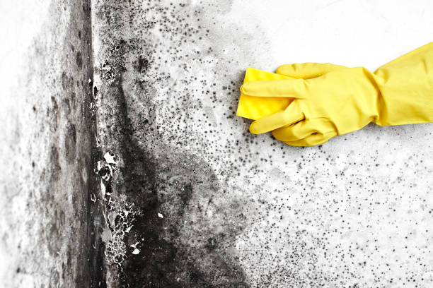 Best Attic Mold Removal  in Bren Bow, OK
