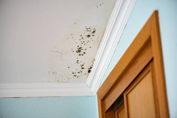 Best Mold Remediation  in Bren Bow, OK