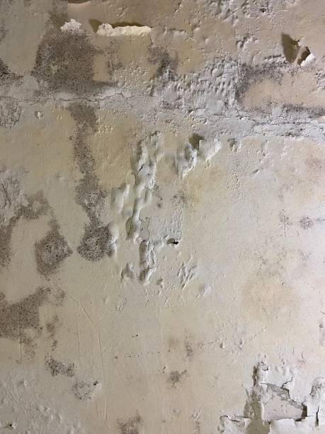 Reliable Broken Bow, OK Mold Removal Solutions