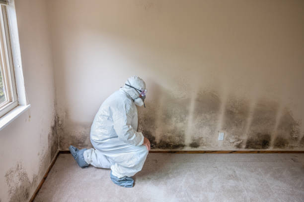Best Mold Removal Company Near Me  in Bren Bow, OK