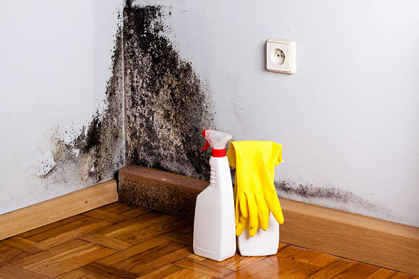 Best Certified Mold Removal  in Bren Bow, OK
