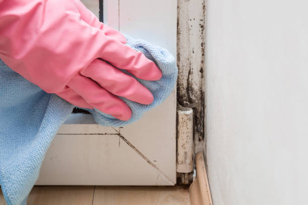 Certified Mold Removal in Broken Bow, OK