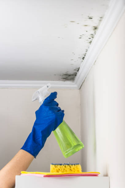 Best Black Mold Removal  in Bren Bow, OK