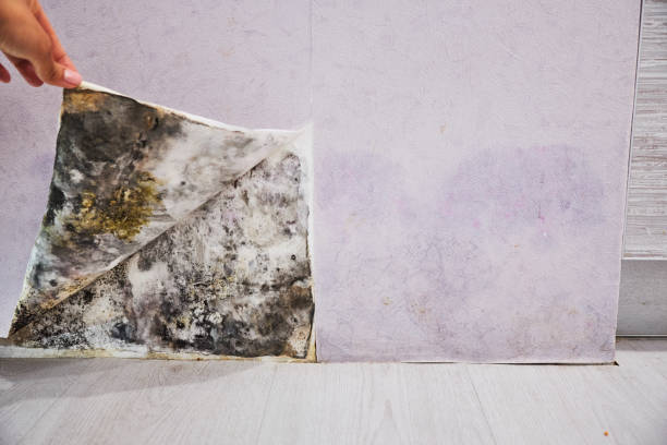 Best Fast Mold Removal  in Bren Bow, OK